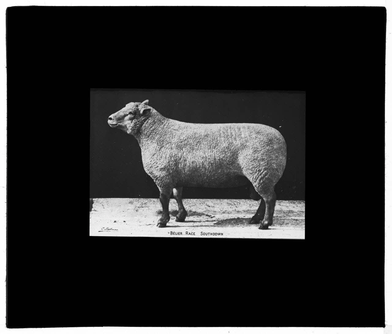 Charles Bodmer plaque de verre Bélier Southdown Ile-de-France, France 1895-1932 2020.33.1.33 Photo Mucem / Charles Bodmer
