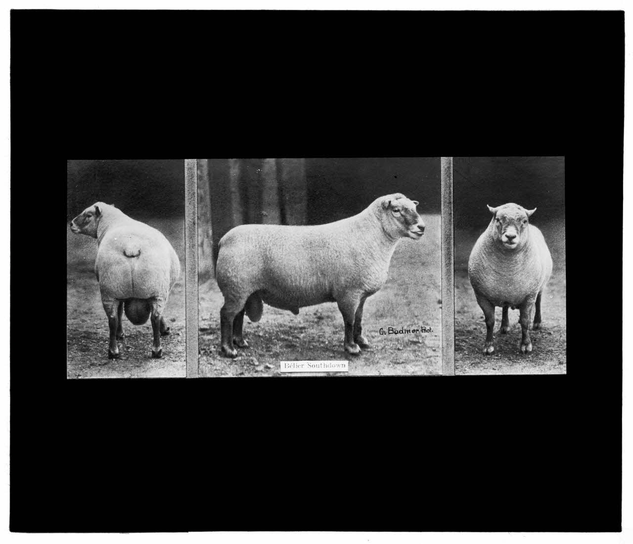 Charles Bodmer plaque de verre Bélier Southdown Ile-de-France, France 1895-1932 2020.33.1.34 Photo Mucem / Charles Bodmer
