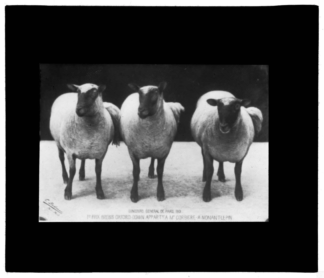 Charles Bodmer plaque de verre Brebis Oxford-Down Ile-de-France, France 1901 2020.33.1.35 Photo Mucem / Charles Bodmer