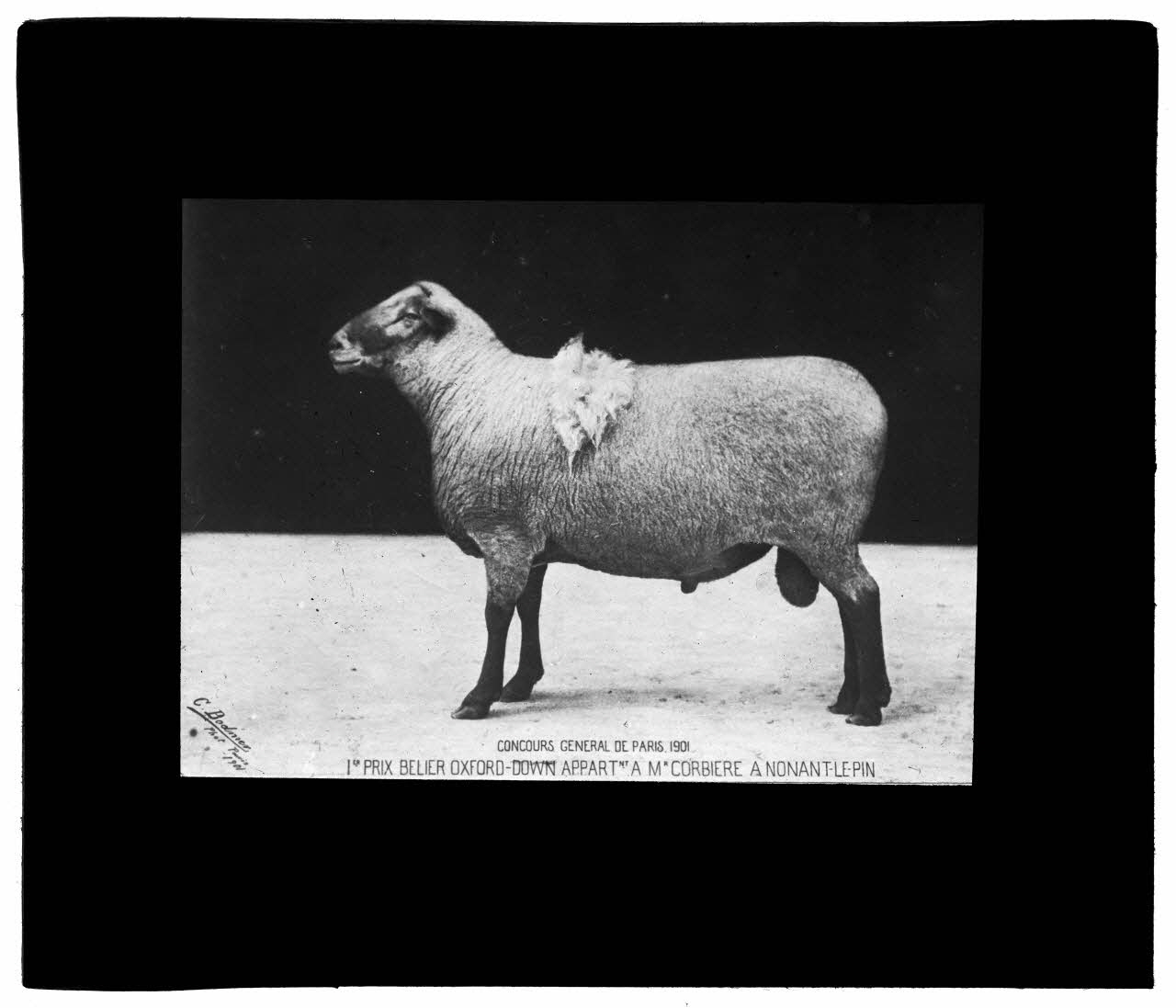 Charles Bodmer plaque de verre Bélier Oxford-Down Ile-de-France, France 1901 2020.33.1.36 Photo Mucem / Charles Bodmer