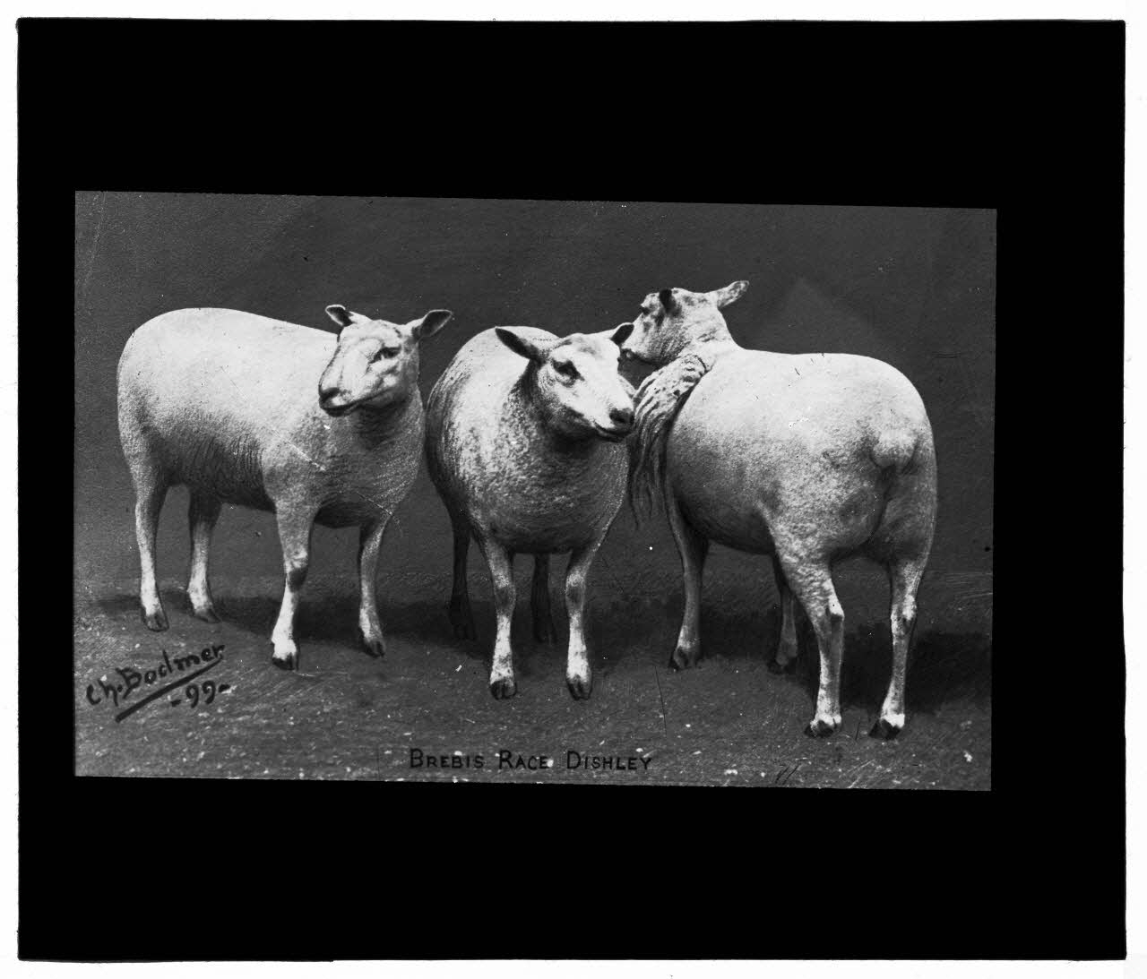 Charles Bodmer plaque de verre Brebis Dihsley Ile-de-France, France 1899 2020.33.1.37 Photo Mucem / Charles Bodmer