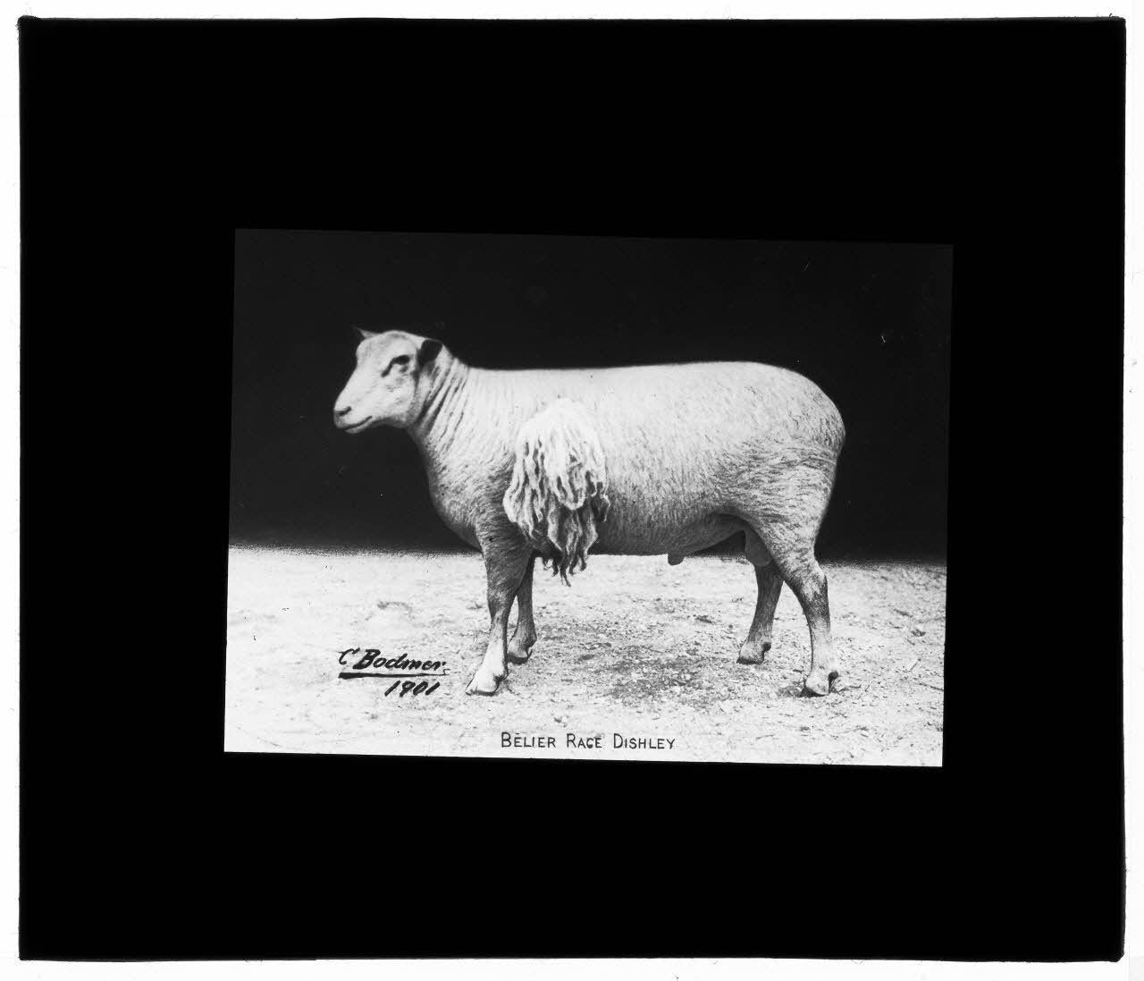 Charles Bodmer plaque de verre Bélier Dihsley Ile-de-France, France 1901 2020.33.1.38 Photo Mucem / Charles Bodmer
