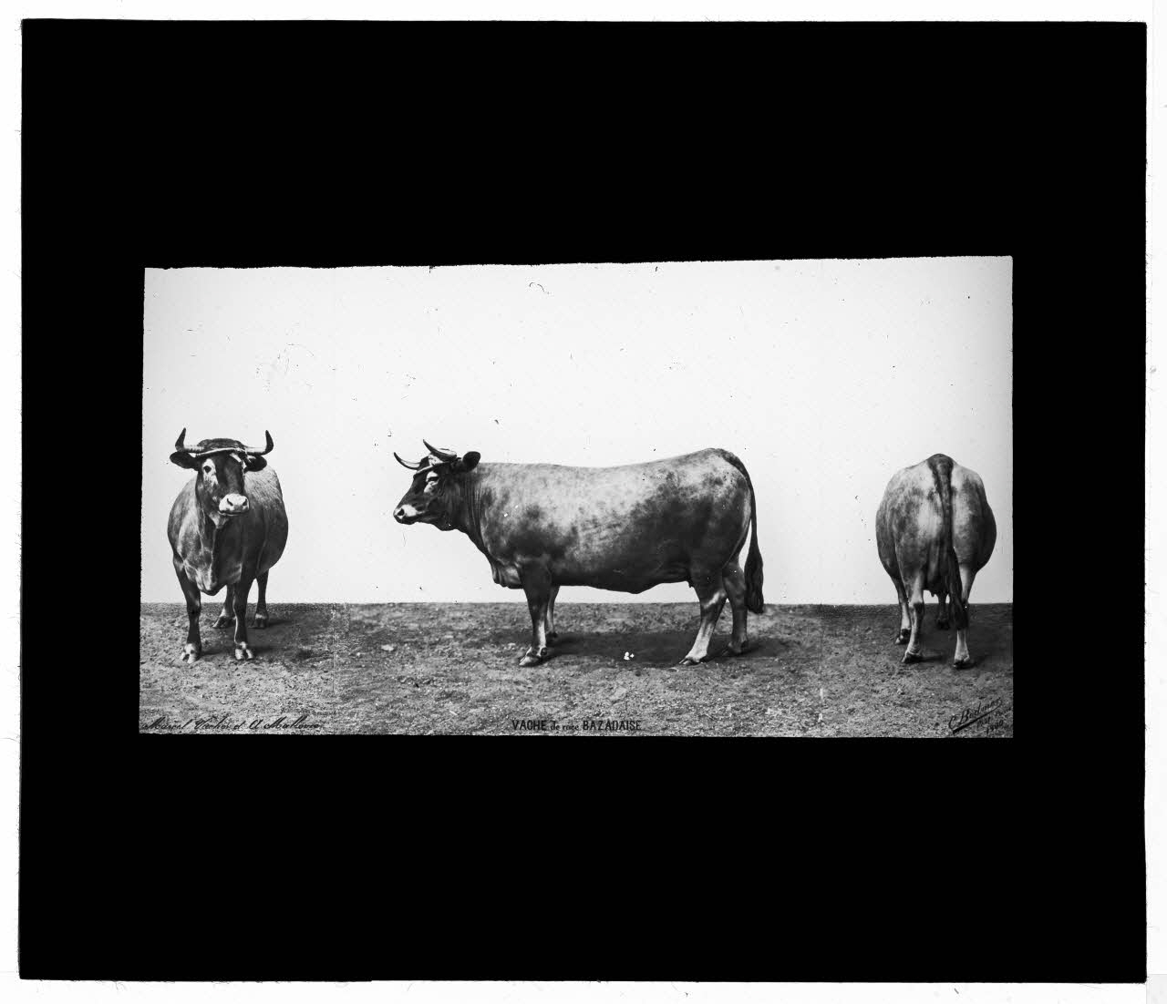 Charles Bodmer plaque de verre Vache de race Bazadaise Ile-de-France, France 1900 2020.33.1.39 Photo Mucem / Charles Bodmer