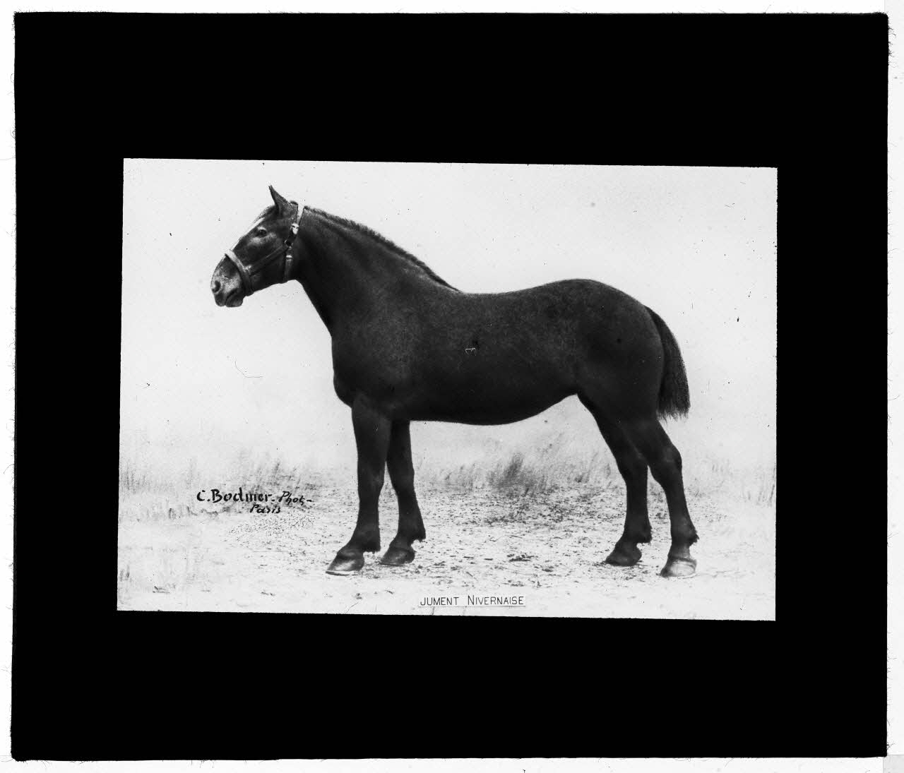 Charles Bodmer plaque de verre Jument Nivernaise Ile-de-France, France 1895-1932 2020.33.1.4 Photo Mucem / Charles Bodmer