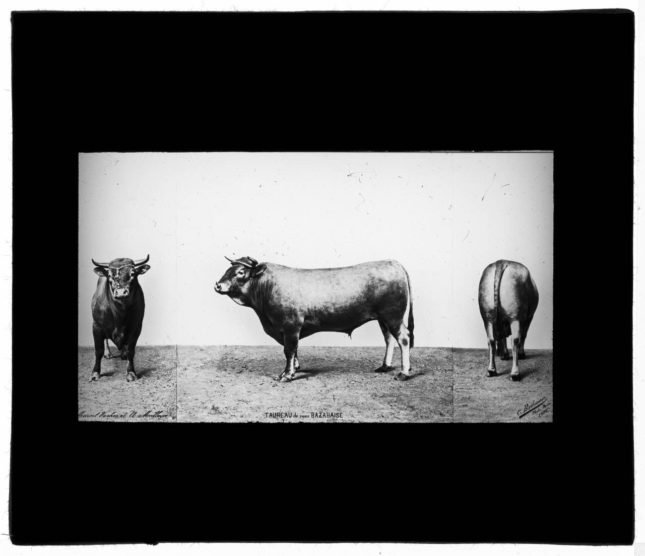 Charles Bodmer plaque de verre Taureau de race Bazadaise Ile-de-France, France 1900 2020.33.1.40 Photo Mucem / Charles Bodmer