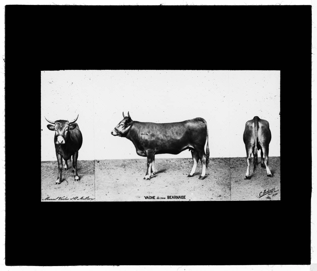 Charles Bodmer plaque de verre Vache de race Béarnaise Ile-de-France, France 1900 2020.33.1.41 Photo Mucem / Charles Bodmer