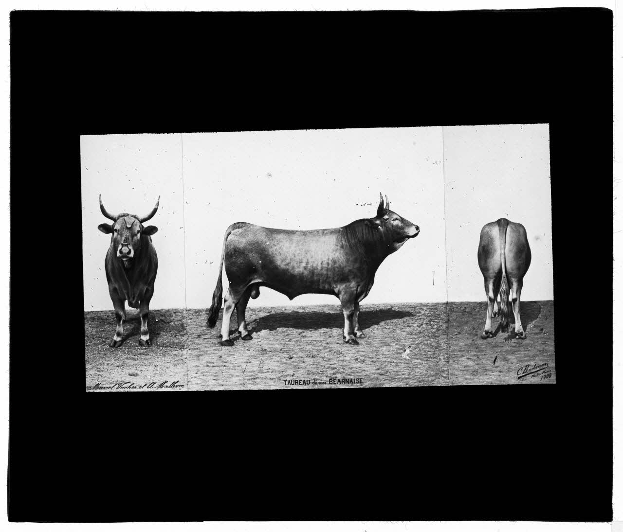 Charles Bodmer plaque de verre Taureau de race Béarnaise Ile-de-France, France 1900 2020.33.1.42 Photo Mucem / Charles Bodmer