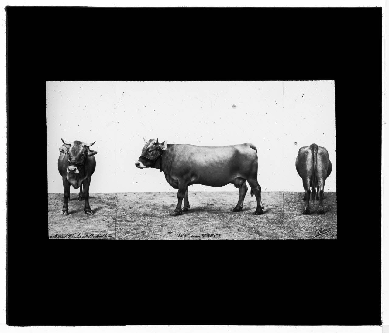 Charles Bodmer plaque de verre Vache de race Schwitz Ile-de-France, France 1900 2020.33.1.43 Photo Mucem / Charles Bodmer