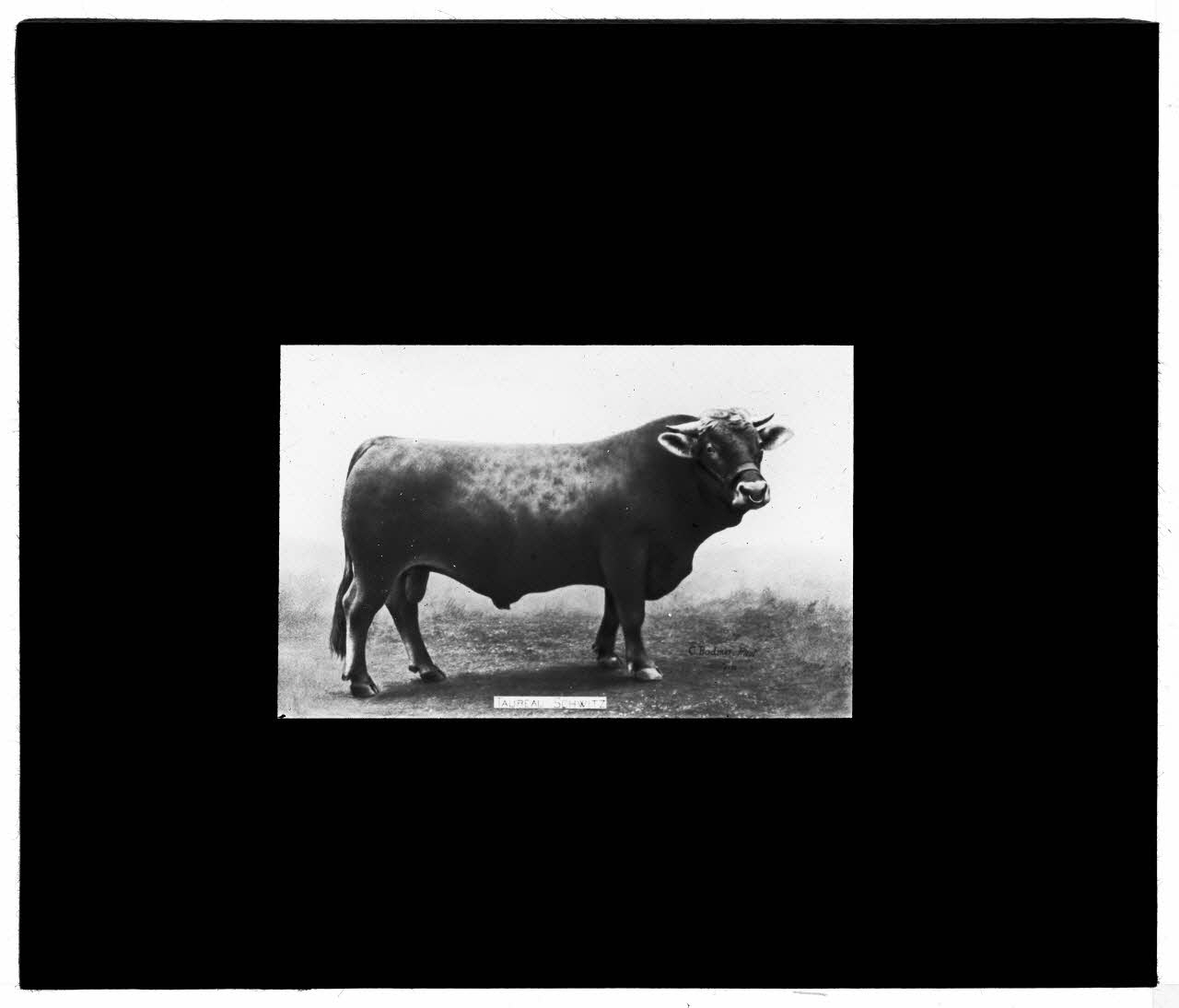 Charles Bodmer plaque de verre Taureau Schwitz Ile-de-France, France 1895-1932 2020.33.1.44 Photo Mucem / Charles Bodmer