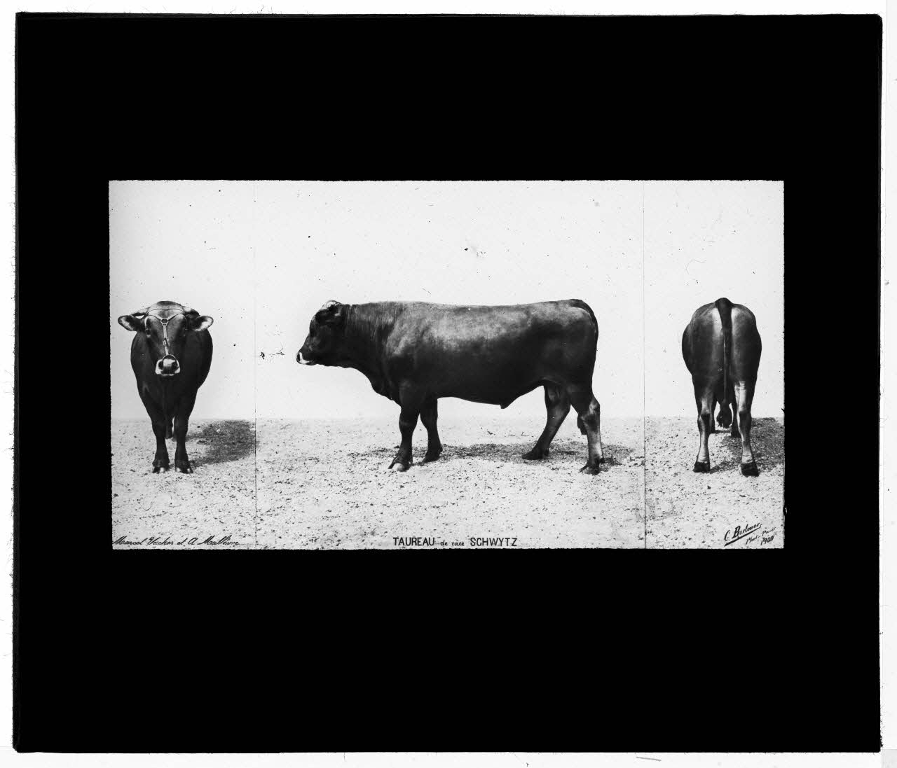 Charles Bodmer plaque de verre Taureau de race Schwytz Ile-de-France, France 1900 2020.33.1.45 Photo Mucem / Charles Bodmer