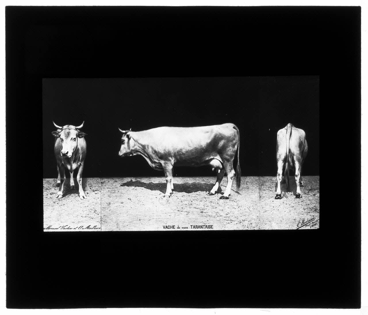Charles Bodmer plaque de verre Vache de race Tarentaise Ile-de-France, France 1900 2020.33.1.46 Photo Mucem / Charles Bodmer