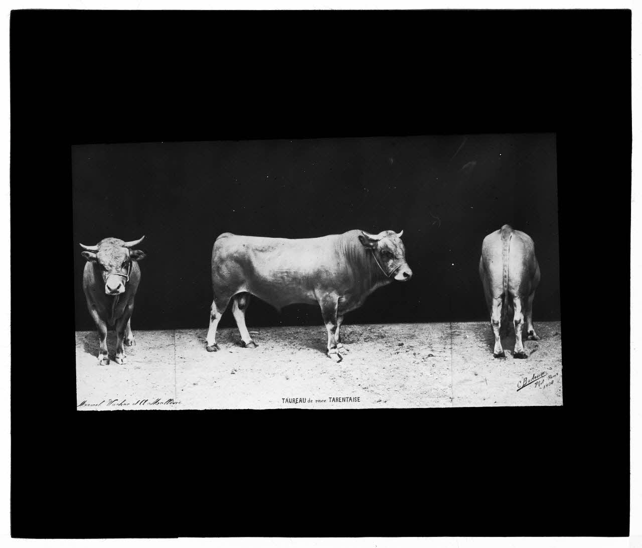 Charles Bodmer plaque de verre Taureau de race Tarentaise Ile-de-France, France 1900 2020.33.1.47 Photo Mucem / Charles Bodmer
