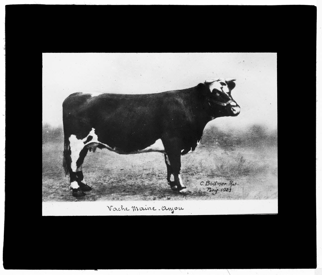 Charles Bodmer plaque de verre Vache Maine-Anjou Ile-de-France, France 1923 2020.33.1.48 Photo Mucem / Charles Bodmer
