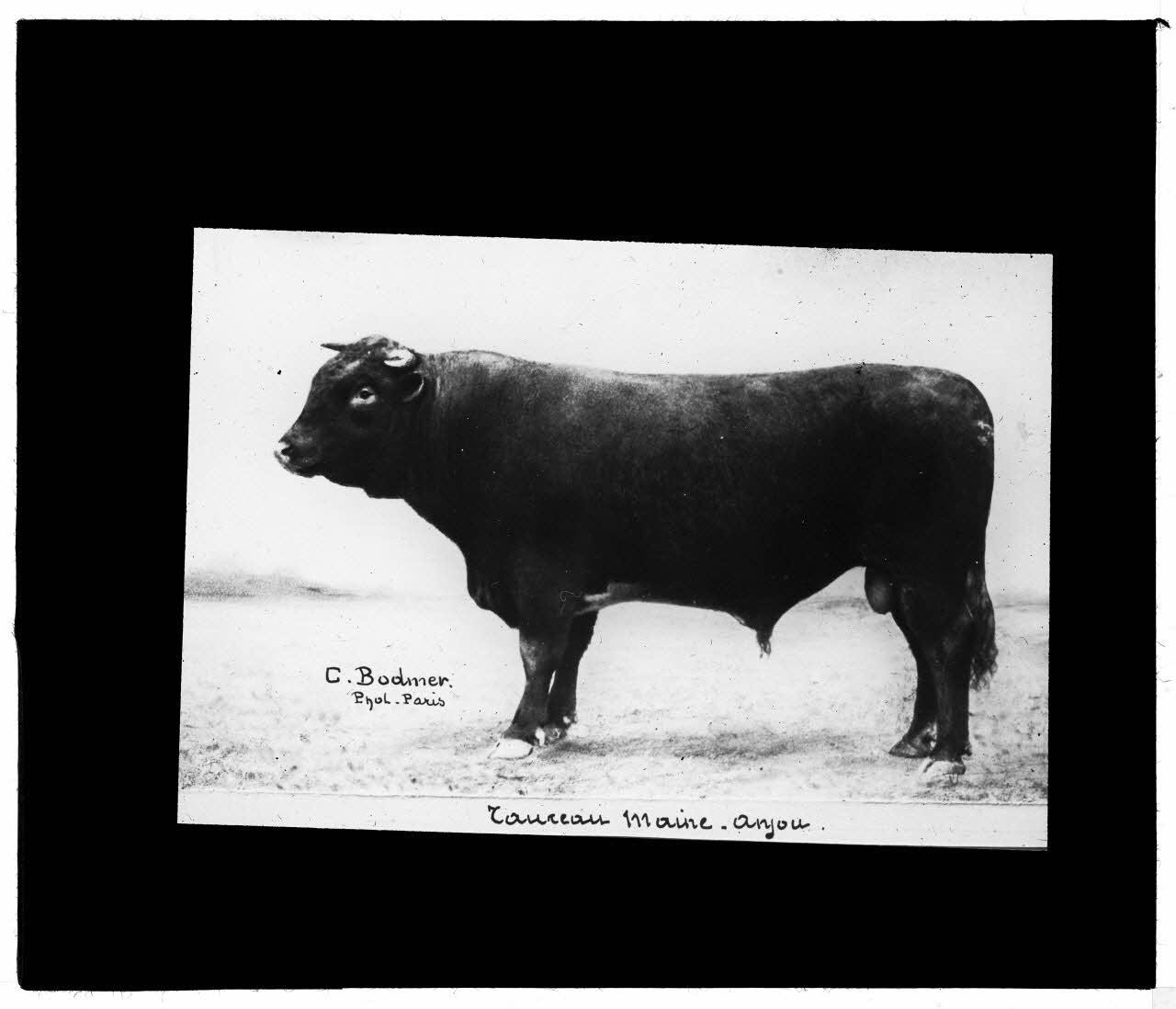 Charles Bodmer plaque de verre Taureau Maine-Anjou Ile-de-France, France 1895-1932 2020.33.1.49 Photo Mucem / Charles Bodmer
