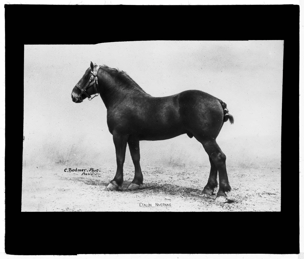 Charles Bodmer plaque de verre Etalon Nivernais Ile-de-France, France 1895-1932 2020.33.1.5 Photo Mucem / Charles Bodmer