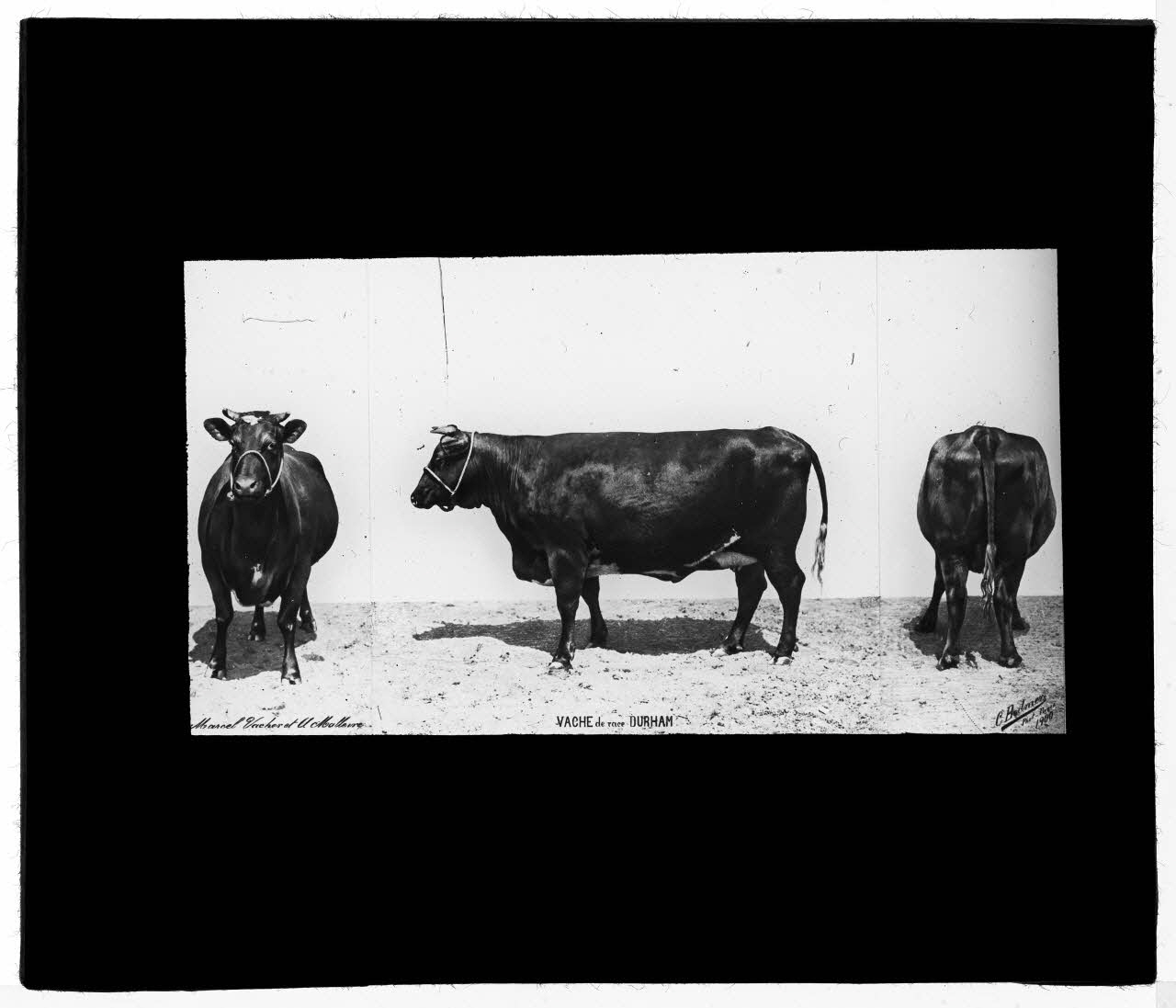 Charles Bodmer plaque de verre Vache race Durham Ile-de-France, France 1900 2020.33.1.50 Photo Mucem / Charles Bodmer