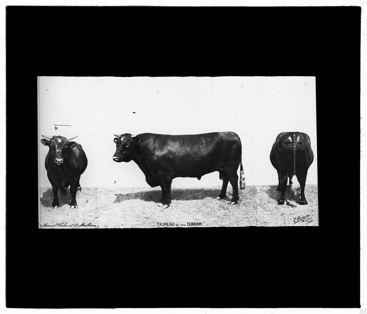 Charles Bodmer plaque de verre Taureau race Durham Ile-de-France, France 1900 2020.33.1.51 Photo Mucem / Charles Bodmer