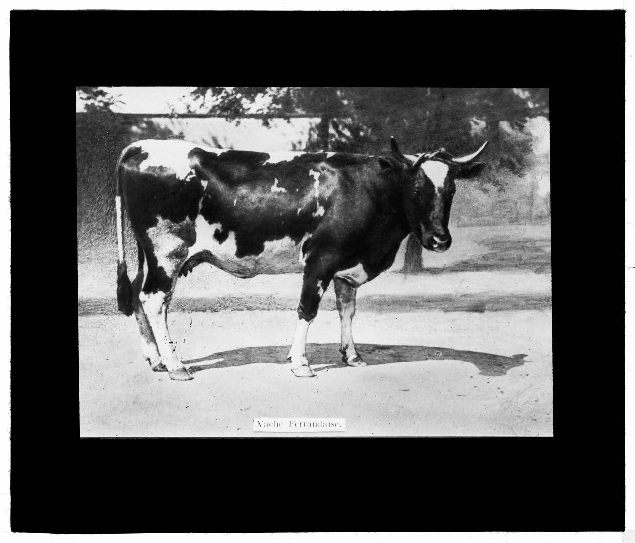 Charles Bodmer plaque de verre Vache Ferrandaise Ile-de-France, France 1895-1932 2020.33.1.52 Photo Mucem / Charles Bodmer