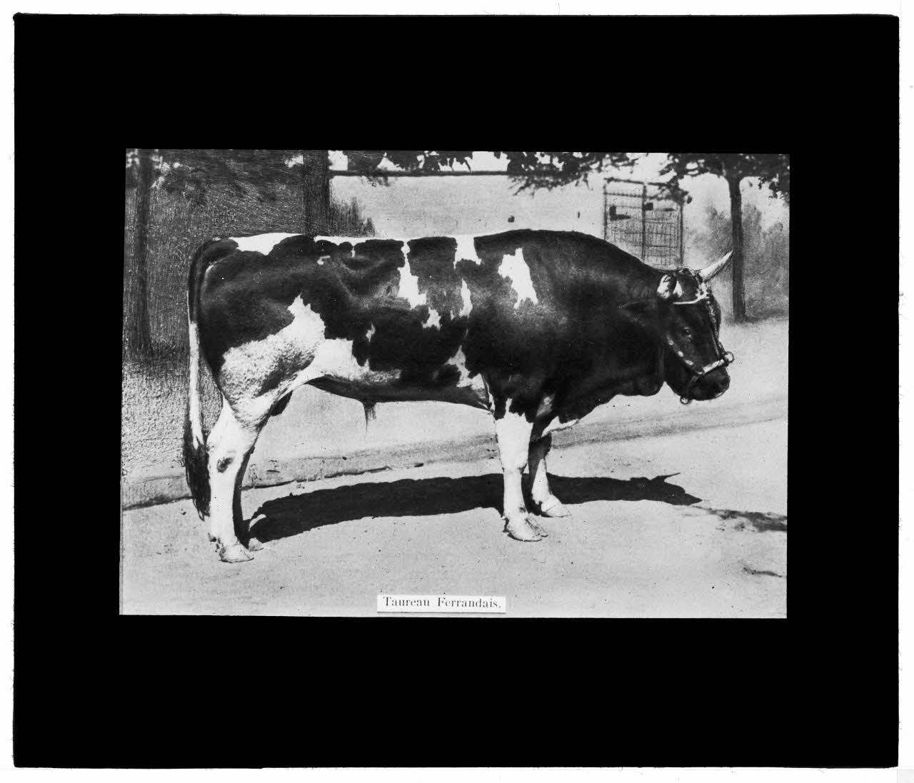 Charles Bodmer plaque de verre Taureau Ferrandais Ile-de-France, France 1895-1932 2020.33.1.53 Photo Mucem / Charles Bodmer