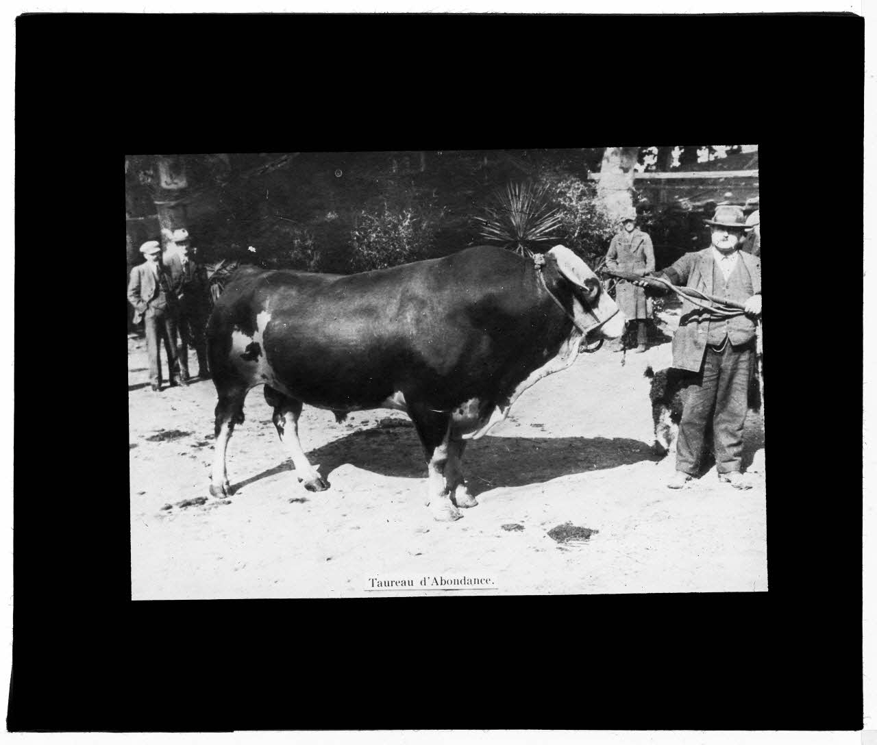 Charles Bodmer plaque de verre Taureau d’Abondance Ile-de-France, France 1895-1932 2020.33.1.54 Photo Mucem / Charles Bodmer