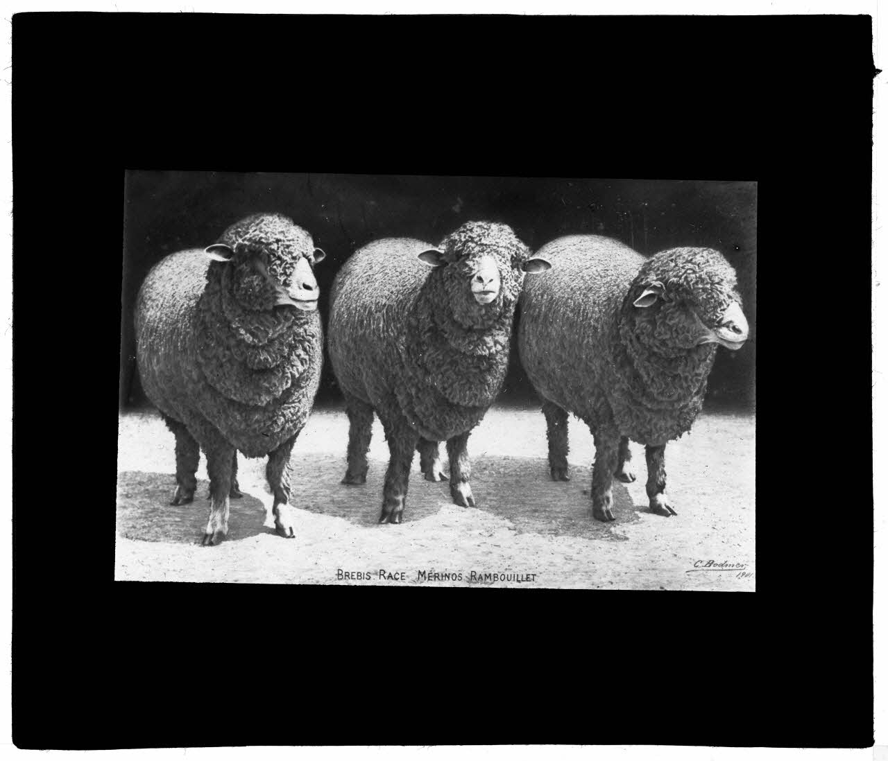 Charles Bodmer plaque de verre Brebis Mérinos de Rambouillet Ile-de-France, France 1901 2020.33.1.55 Photo Mucem / Charles Bodmer