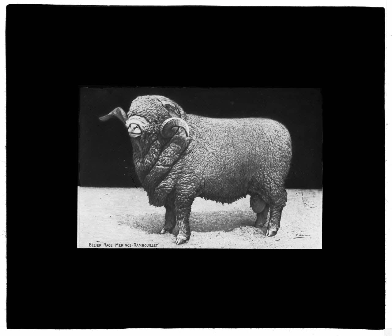 Charles Bodmer plaque de verre Bélier Mérinos de Rambouillet Ile-de-France, France 1895-1932 2020.33.1.56 Photo Mucem / Charles Bodmer