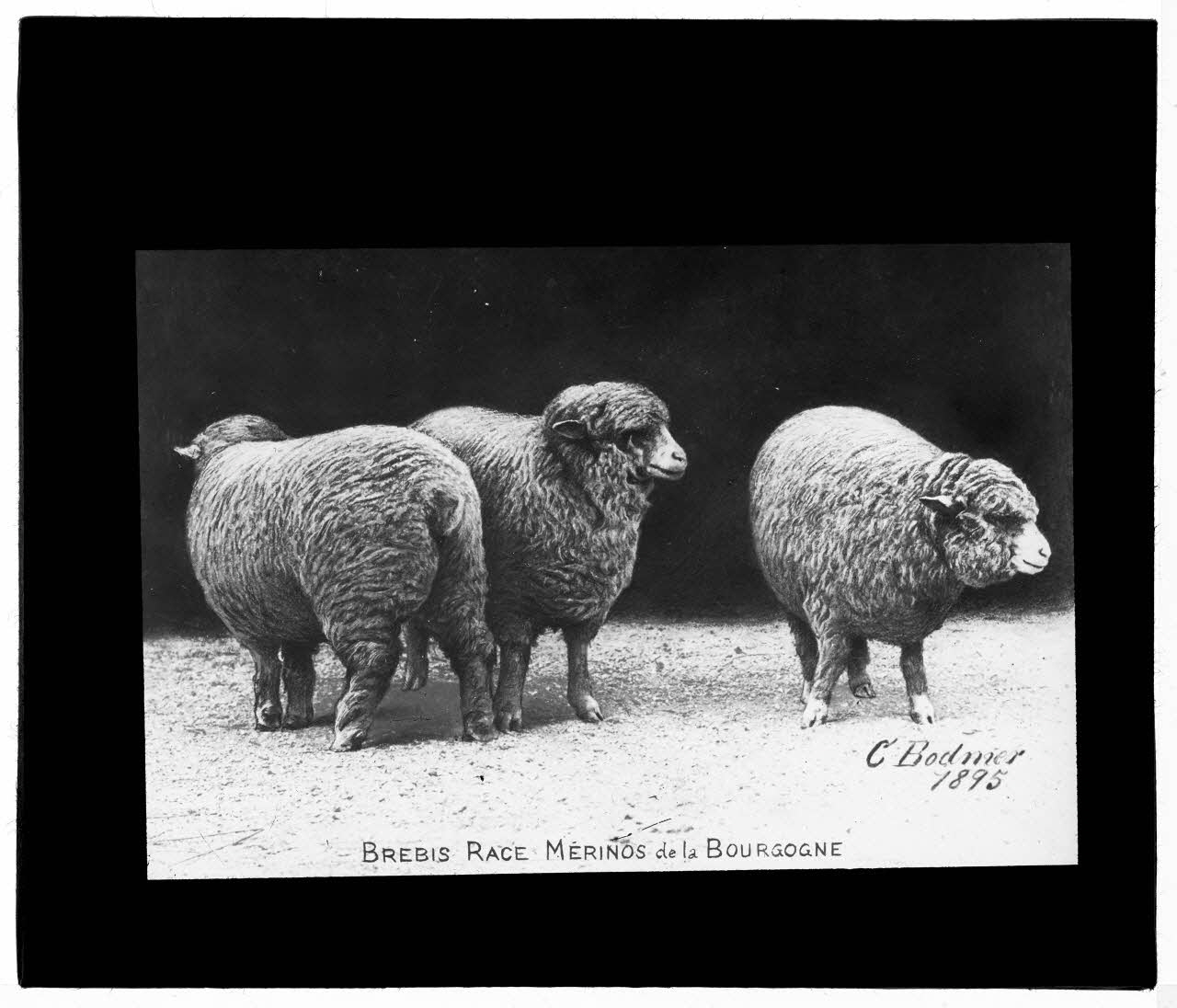 Charles Bodmer plaque de verre Brebis Mérinos de la Bourgogne Ile-de-France, France 1895 2020.33.1.57 Photo Mucem / Charles Bodmer