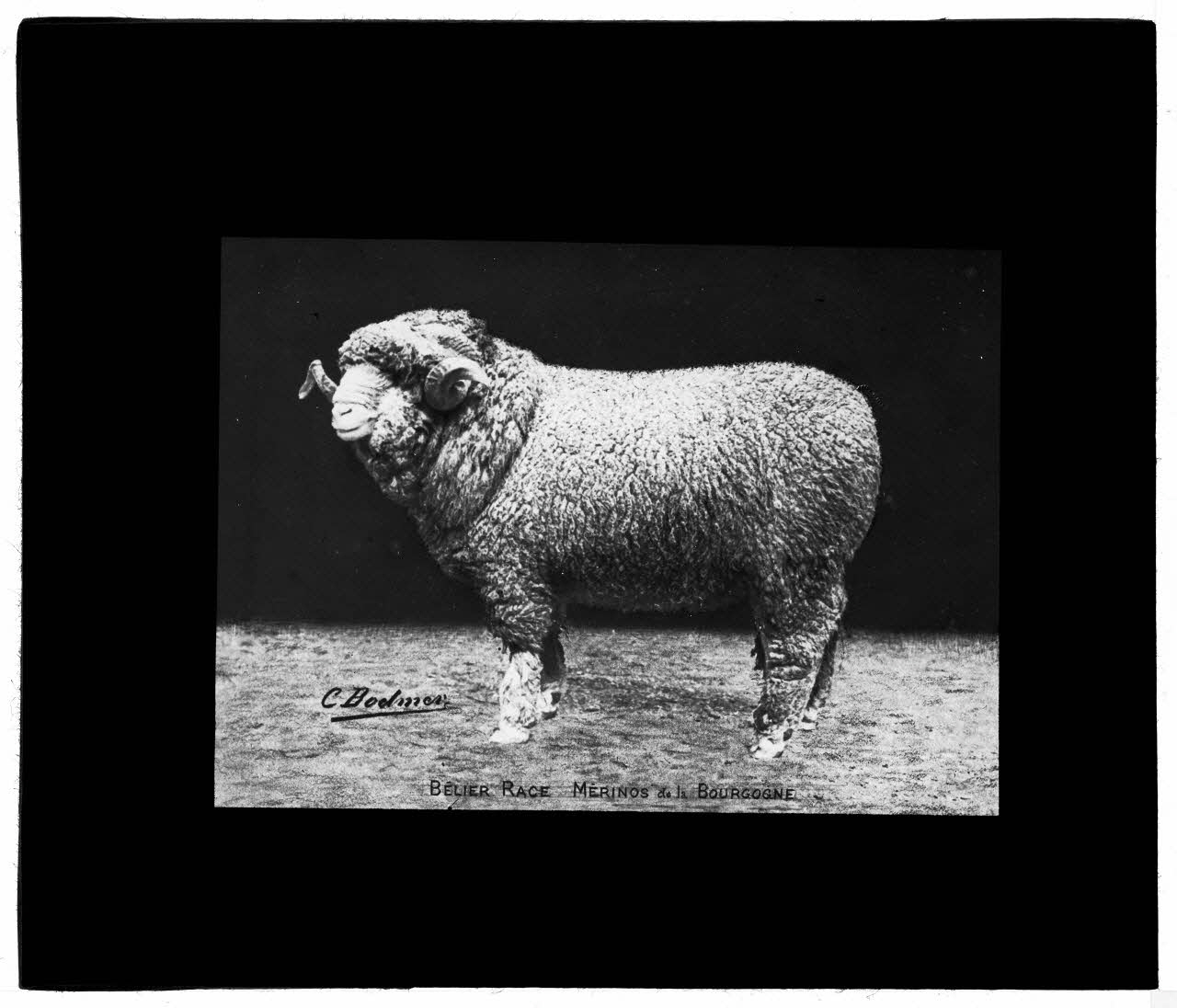 Charles Bodmer plaque de verre Bélier Mérinos de la Bourgogne Ile-de-France, France 1895-1932 2020.33.1.58 Photo Mucem / Charles Bodmer