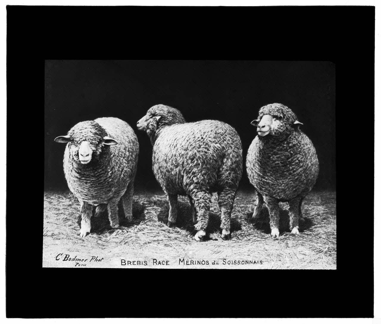 Charles Bodmer plaque de verre Brebis Mérinos du Soissonnais Ile-de-France, France 1895-1932 2020.33.1.59 Photo Mucem / Charles Bodmer