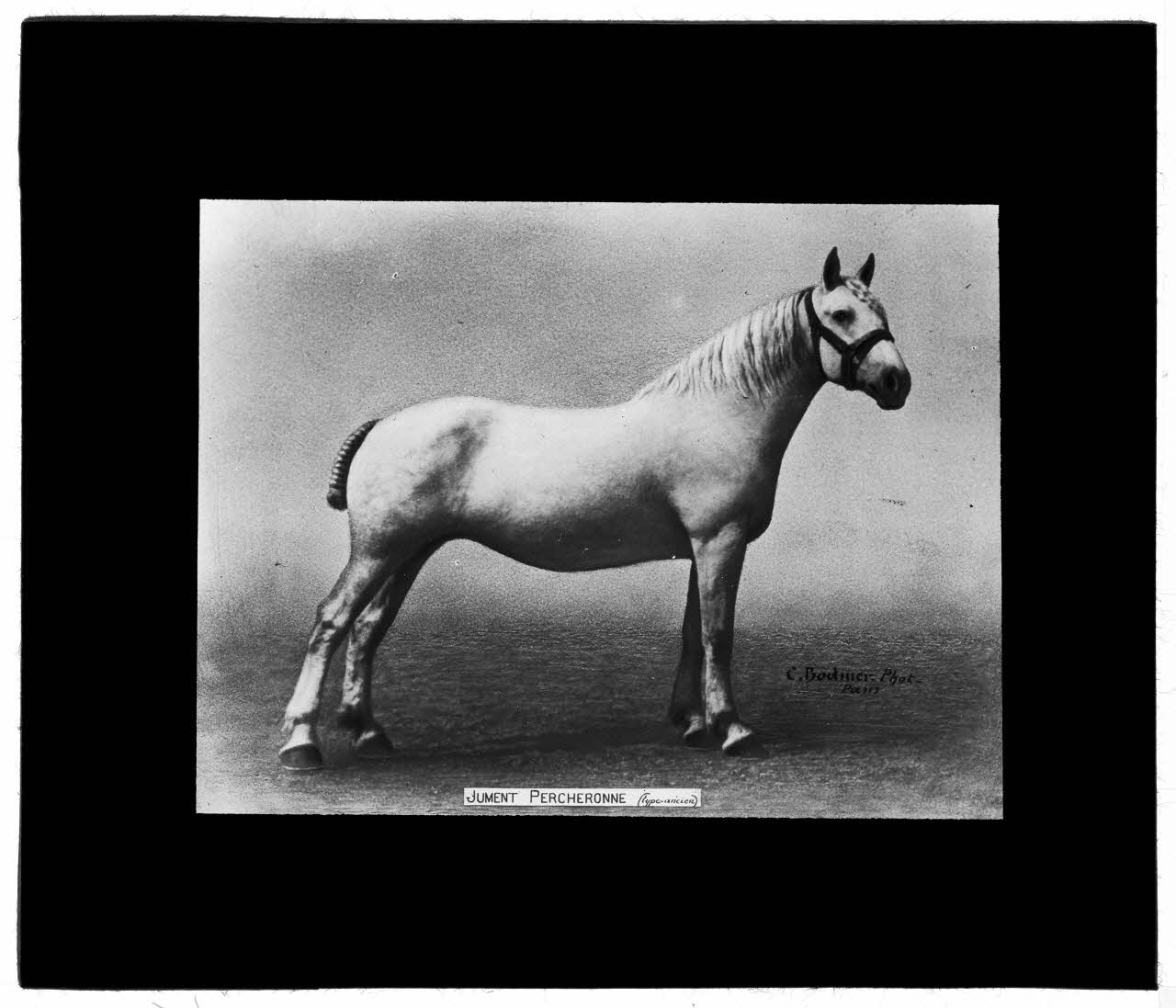 Charles Bodmer plaque de verre Jument Percheronne (type ancien) Ile-de-France, France 1895-1932 2020.33.1.6 Photo Mucem / Charles Bodmer