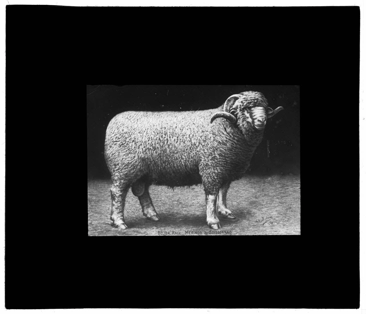 Charles Bodmer plaque de verre Bélier Mérinos du Soissonnais Ile-de-France, France 1898 2020.33.1.60 Photo Mucem / Charles Bodmer