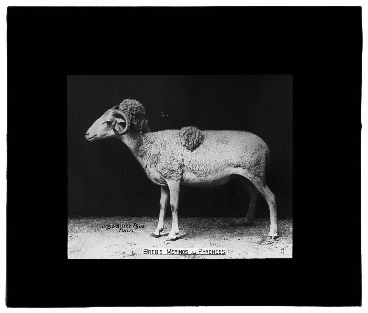 Charles Bodmer plaque de verre Brebis Mérinos des Pyrénées Ile-de-France, France 1895-1932 2020.33.1.61 Photo Mucem / Charles Bodmer