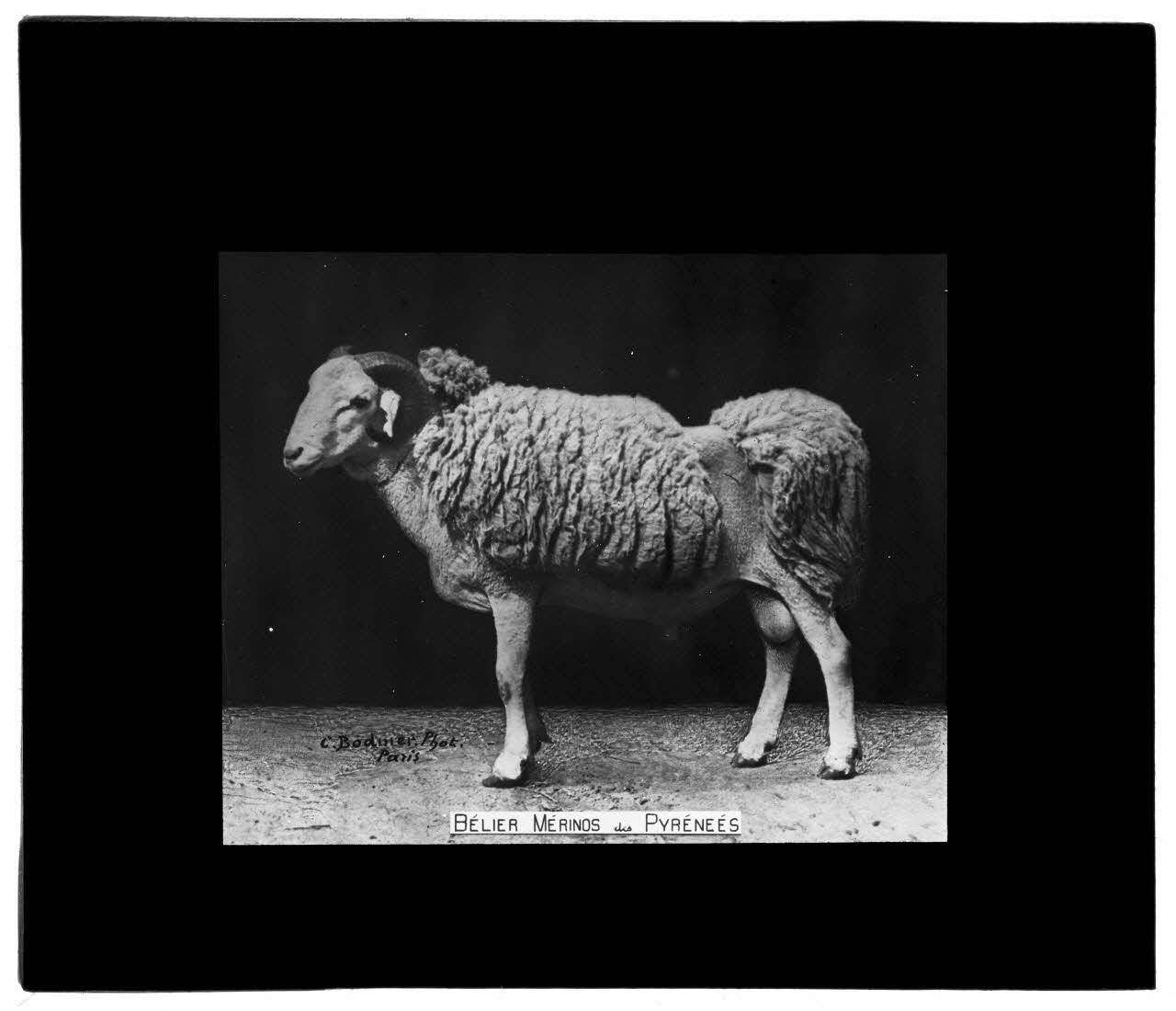 Charles Bodmer plaque de verre Bélier Mérinos des Pyrénées Ile-de-France, France 1895-1932 2020.33.1.62 Photo Mucem / Charles Bodmer