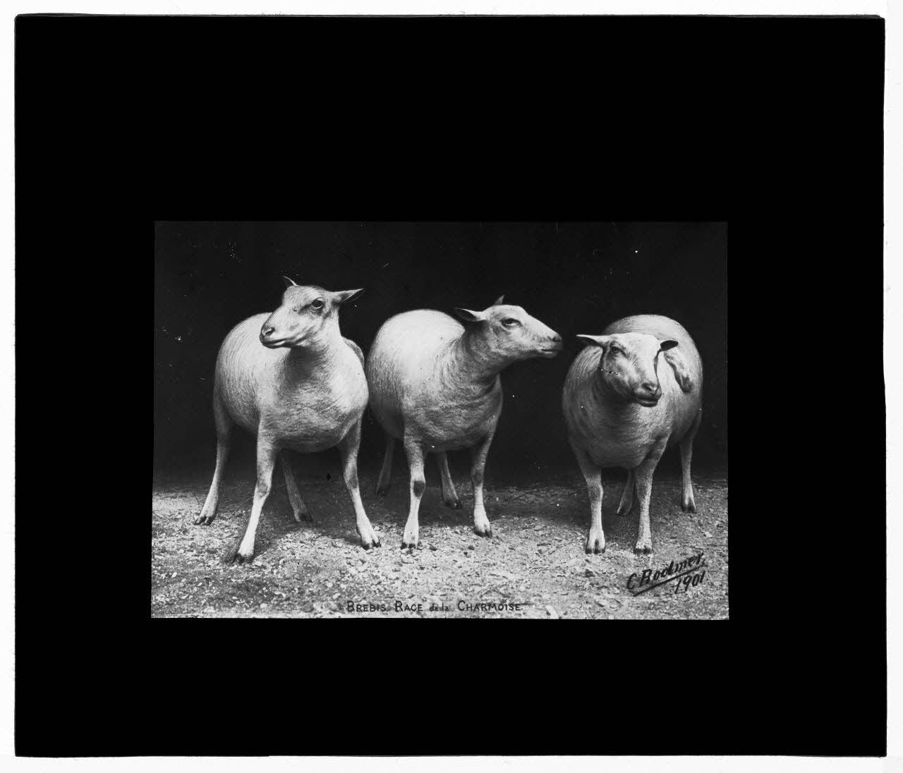Charles Bodmer plaque de verre Brebis race Charmoise Ile-de-France, France 1901 2020.33.1.63 Photo Mucem / Charles Bodmer