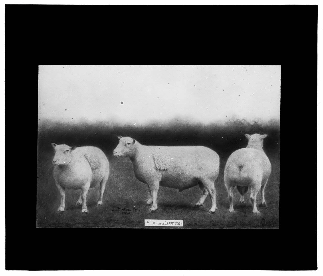 Charles Bodmer plaque de verre Bélier Race Charmoise Ile-de-France, France 1895-1932 2020.33.1.64 Photo Mucem / Charles Bodmer