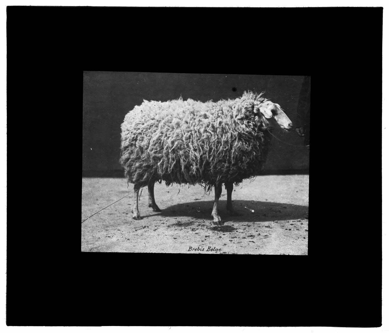 Charles Bodmer plaque de verre Brebis Belge Ile-de-France, France 1895-1932 2020.33.1.65 Photo Mucem / Charles Bodmer