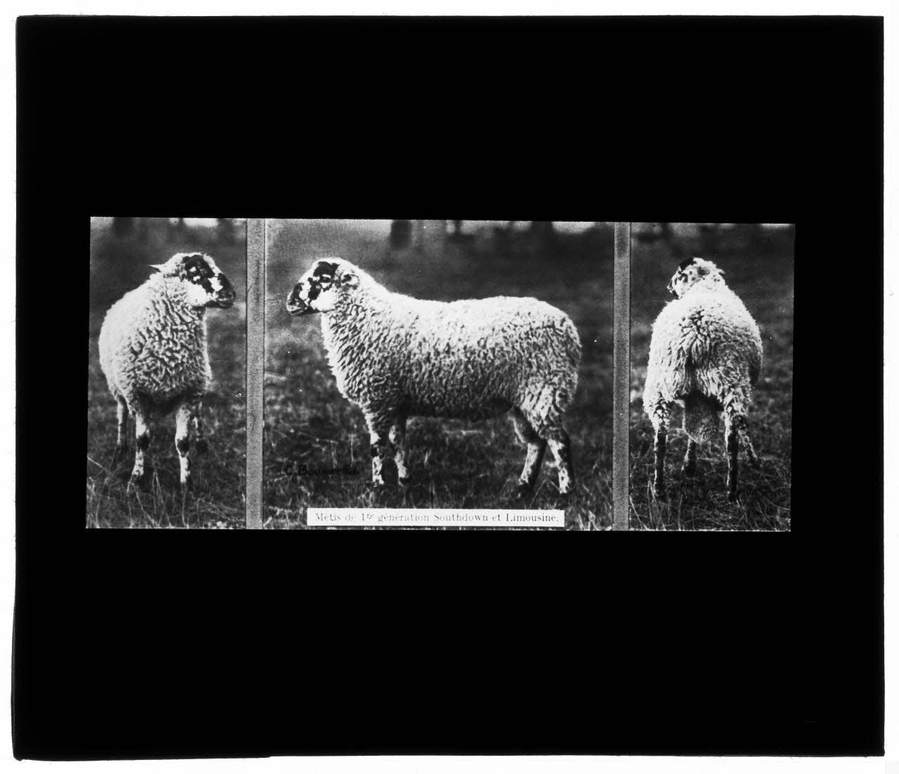 Charles Bodmer plaque de verre Métis de 1re génération Southdown et Limousine Ile-de-France, France 1895-1932 2020.33.1.66 Photo Mucem / Charles Bodmer