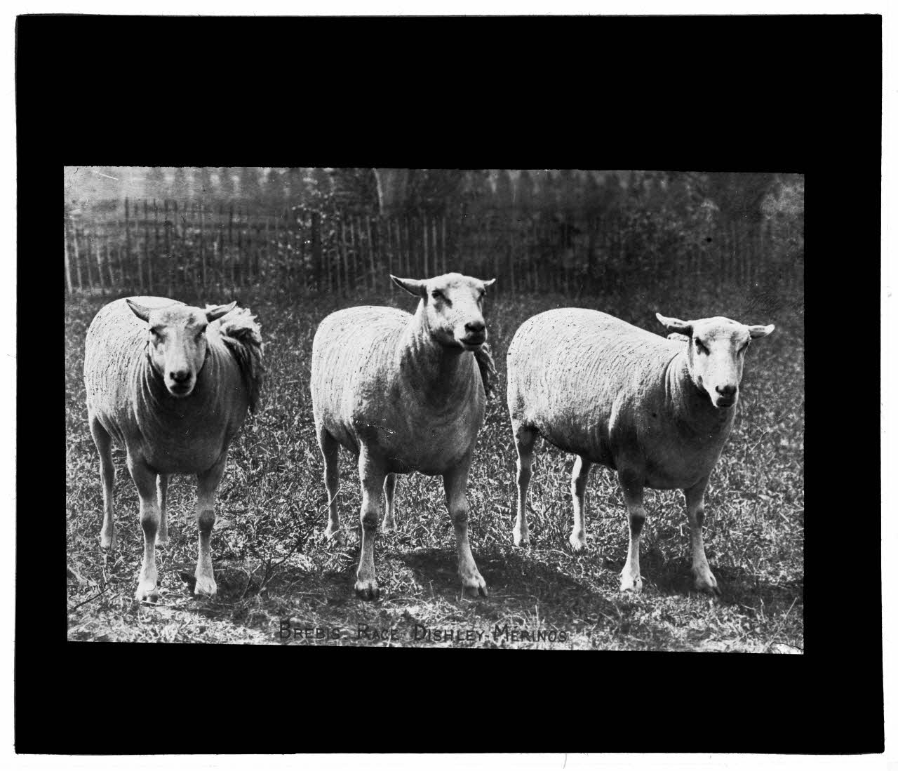 Charles Bodmer plaque de verre Brebis Dishley Mérinos Ile-de-France, France 1895-1932 2020.33.1.67 Photo Mucem / Charles Bodmer