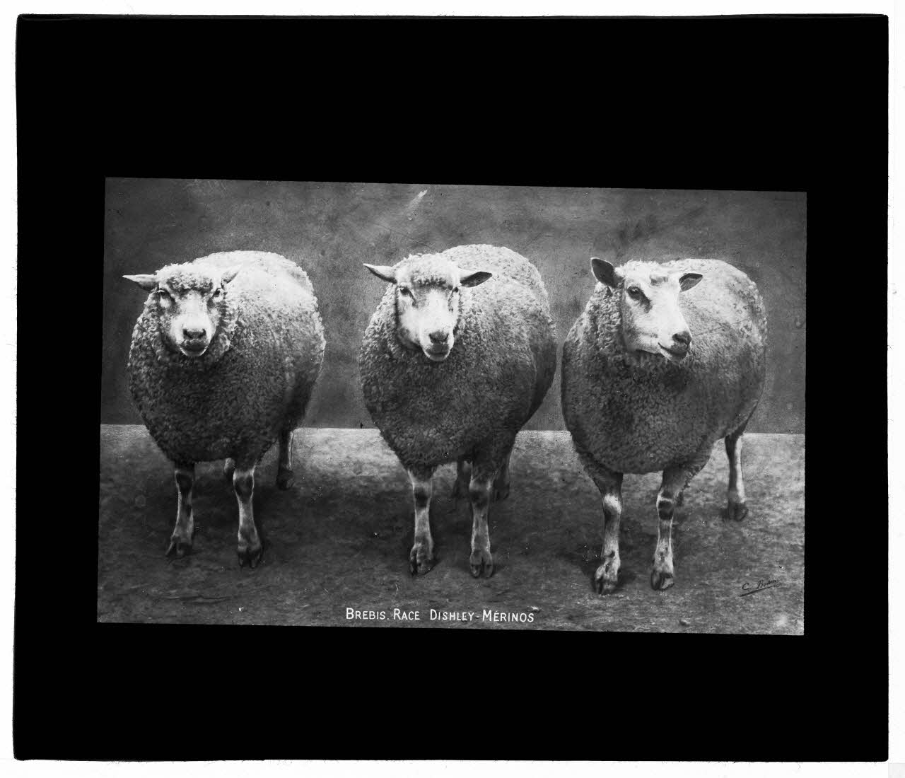 Charles Bodmer plaque de verre Brebis Dishley Mérinos Ile-de-France, France 1895-1932 2020.33.1.68 Photo Mucem / Charles Bodmer