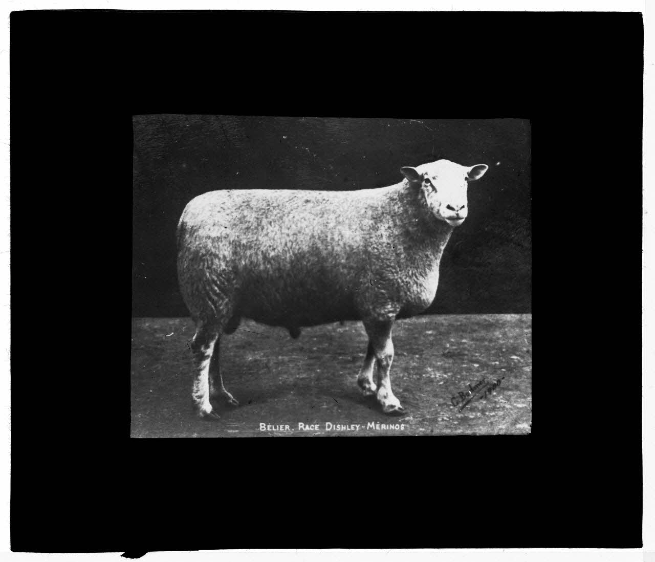 Charles Bodmer plaque de verre Bélier Dishley Mérinos Ile-de-France, France 1900 2020.33.1.69 Photo Mucem / Charles Bodmer