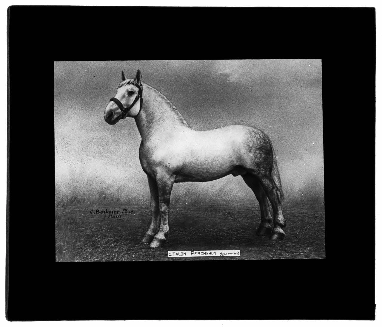 Charles Bodmer plaque de verre Etalon Percheron (type ancien) Ile-de-France, France 1895-1932 2020.33.1.7 Photo Mucem / Charles Bodmer
