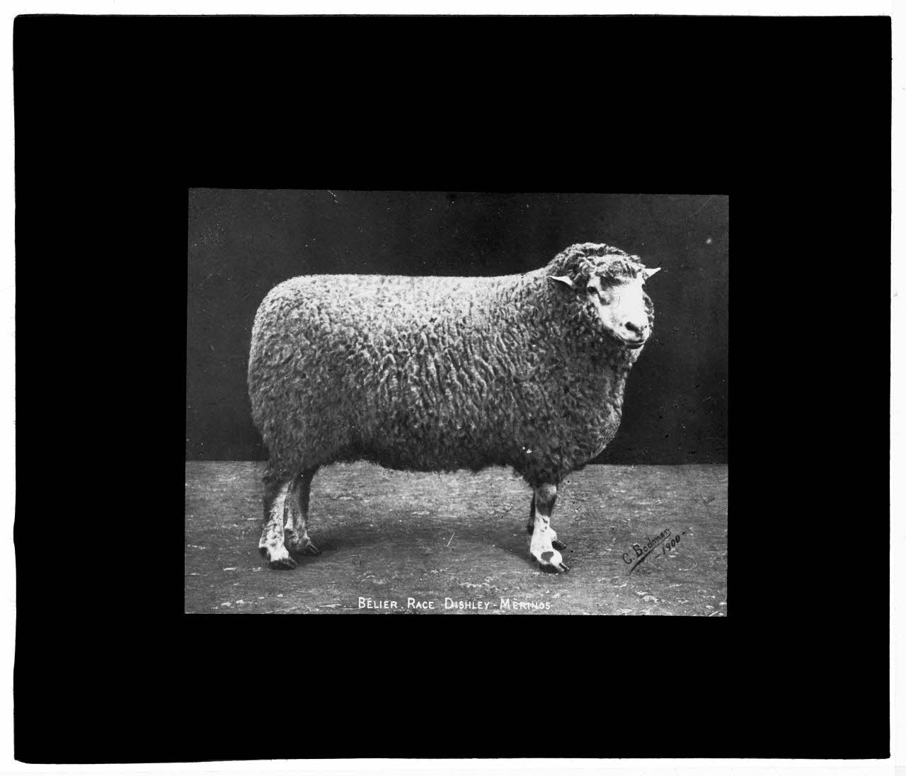 Charles Bodmer plaque de verre Bélier Dishley Mérinos Ile-de-France, France 1900 2020.33.1.70 Photo Mucem / Charles Bodmer