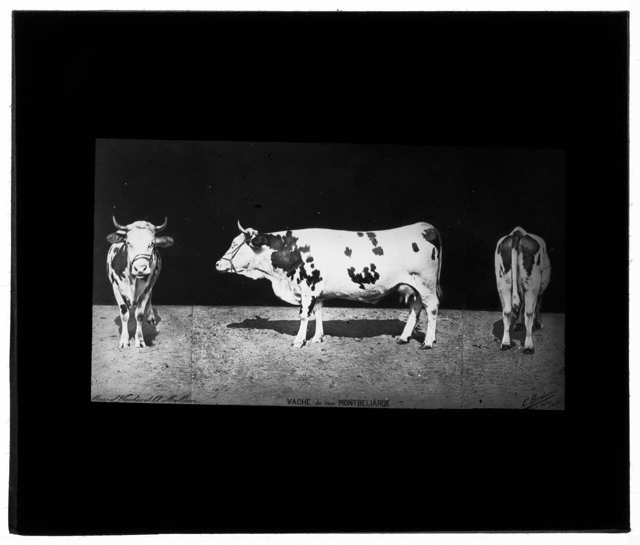 Charles Bodmer plaque de verre Vache de race Montbéliarde Ile-de-France, France 1900 2020.33.1.71 Photo Mucem / Charles Bodmer