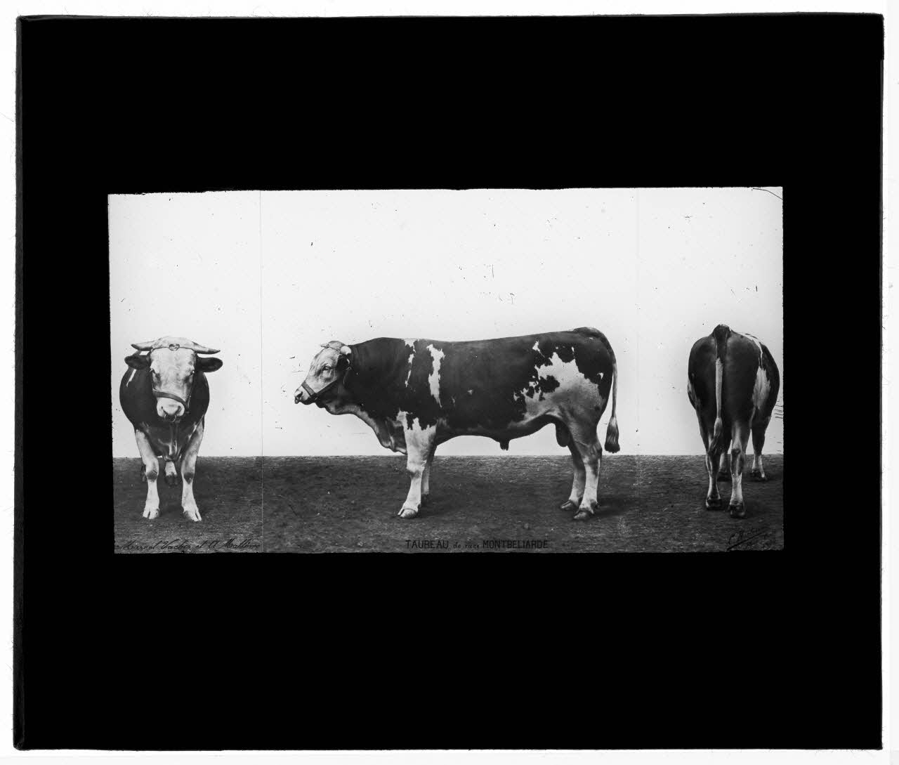 Charles Bodmer plaque de verre Taureau de race Montbéliarde Ile-de-France, France 1900 2020.33.1.72 Photo Mucem / Charles Bodmer