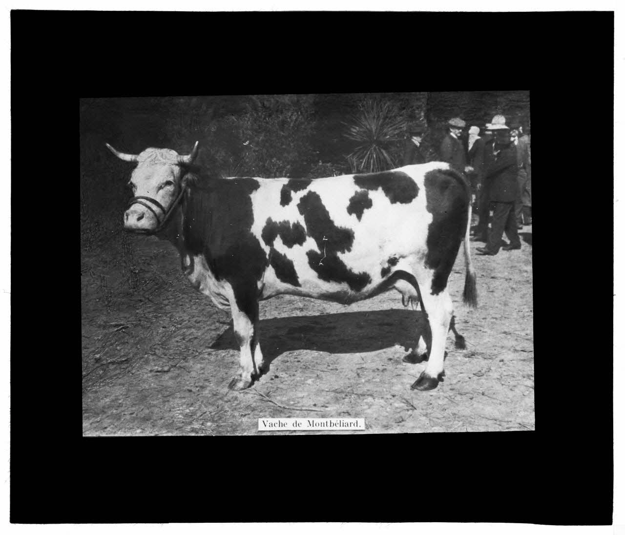 Charles Bodmer plaque de verre Vache de Montbéliard Ile-de-France, France 1895-1932 2020.33.1.73 Photo Mucem / Charles Bodmer