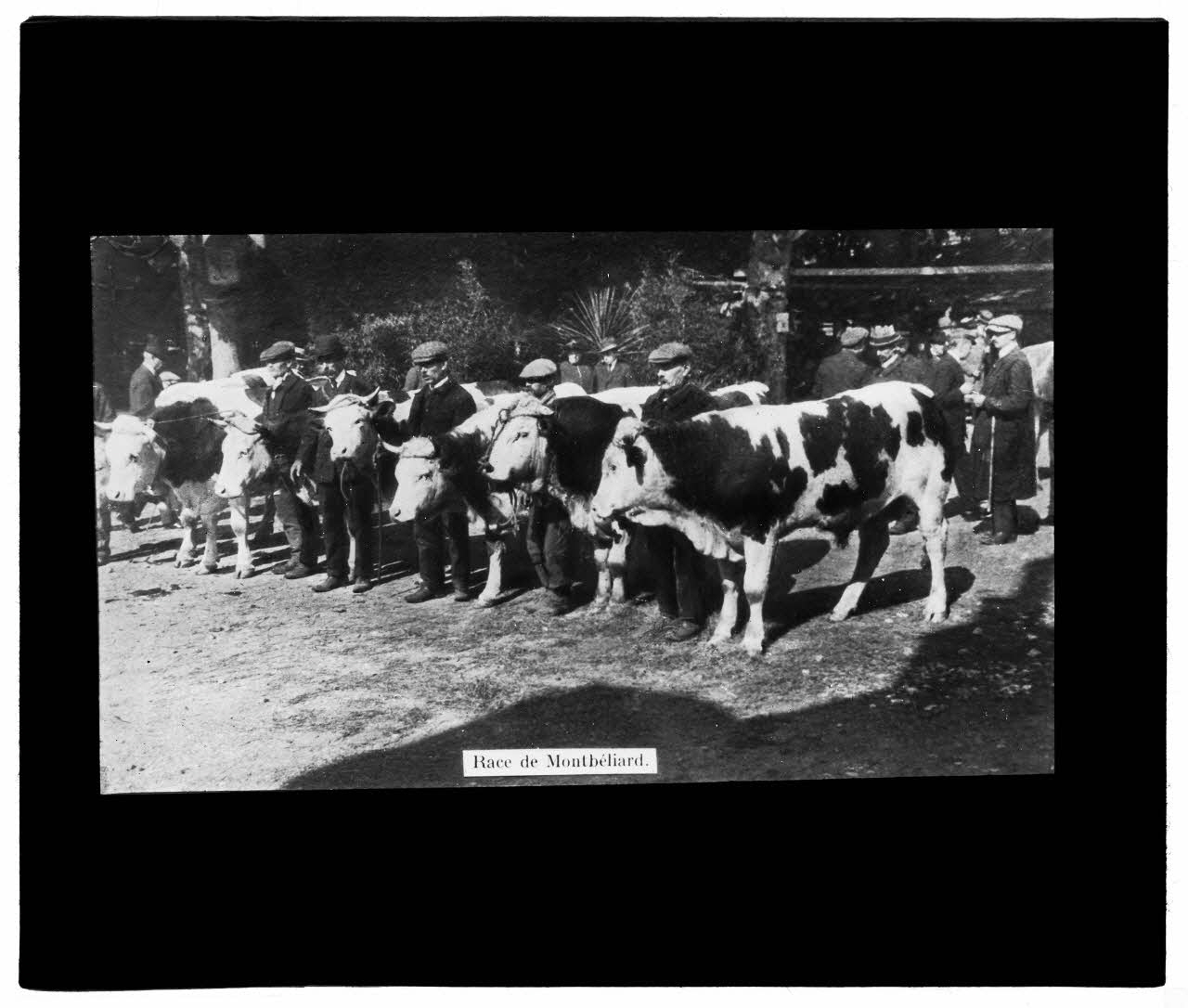 Charles Bodmer plaque de verre Race de Montbéliard Ile-de-France, France 1895-1932 2020.33.1.74 Photo Mucem / Charles Bodmer