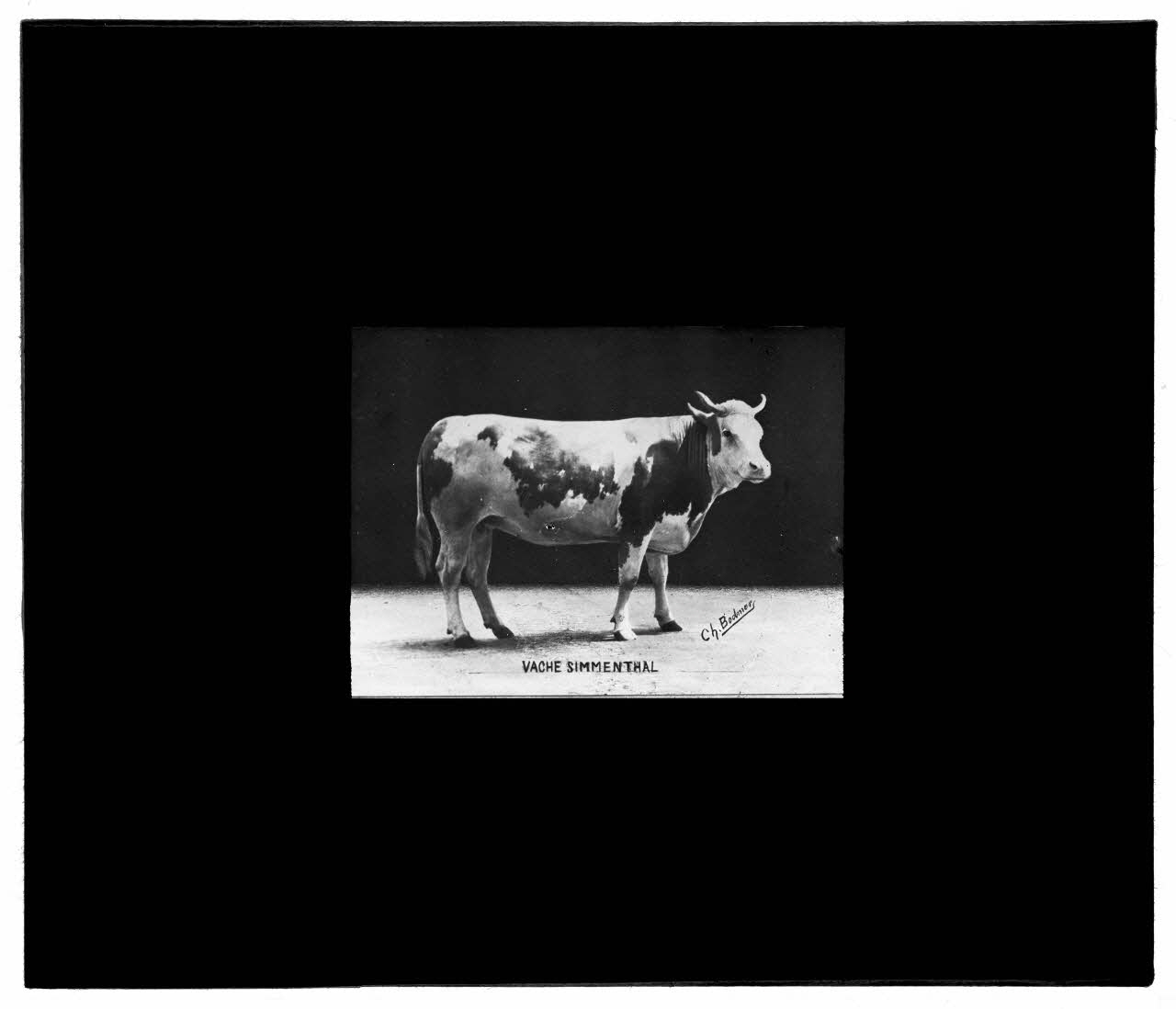 Charles Bodmer plaque de verre Vache Simmenthal Ile-de-France, France 1895-1932 2020.33.1.75 Photo Mucem / Charles Bodmer