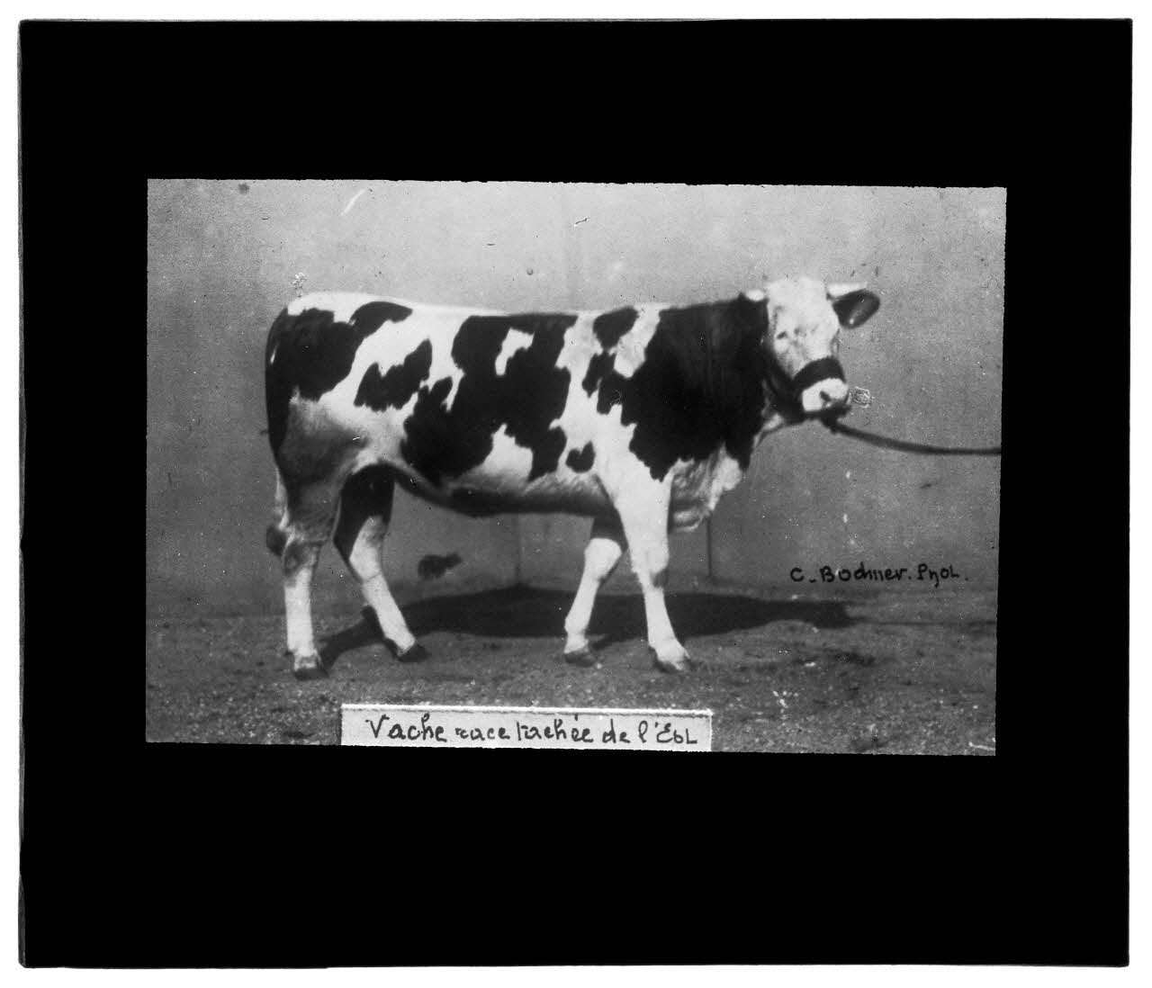Charles Bodmer plaque de verre Vache tachée de l’Est Ile-de-France, France 1895-1932 2020.33.1.77 Photo Mucem / Charles Bodmer