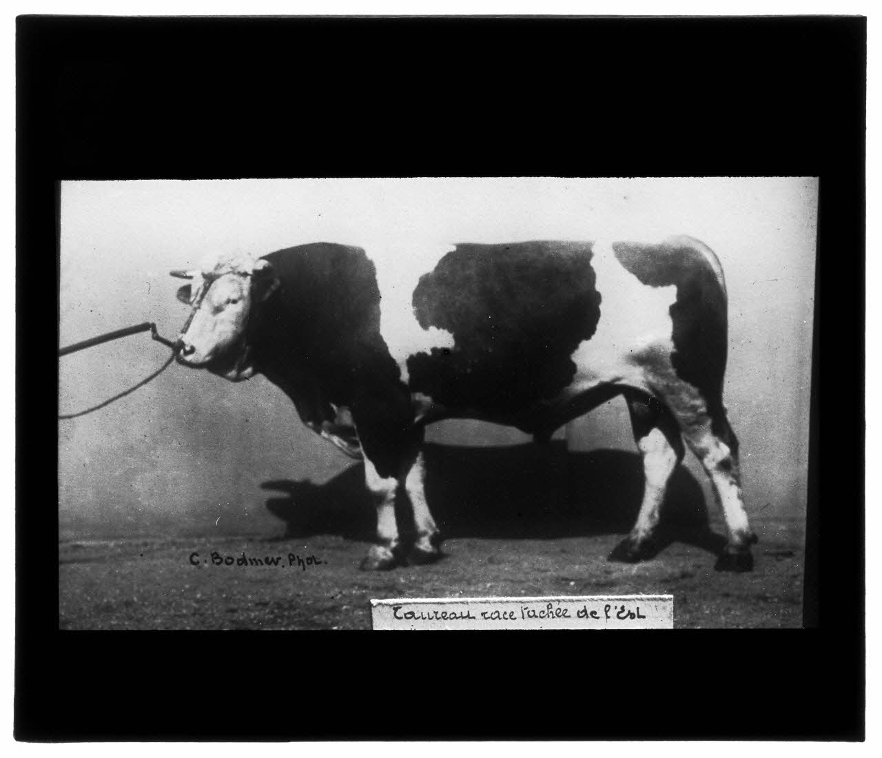 Charles Bodmer plaque de verre Taureau race tachée de l’Est Ile-de-France, France 1895-1932 2020.33.1.78 Photo Mucem / Charles Bodmer