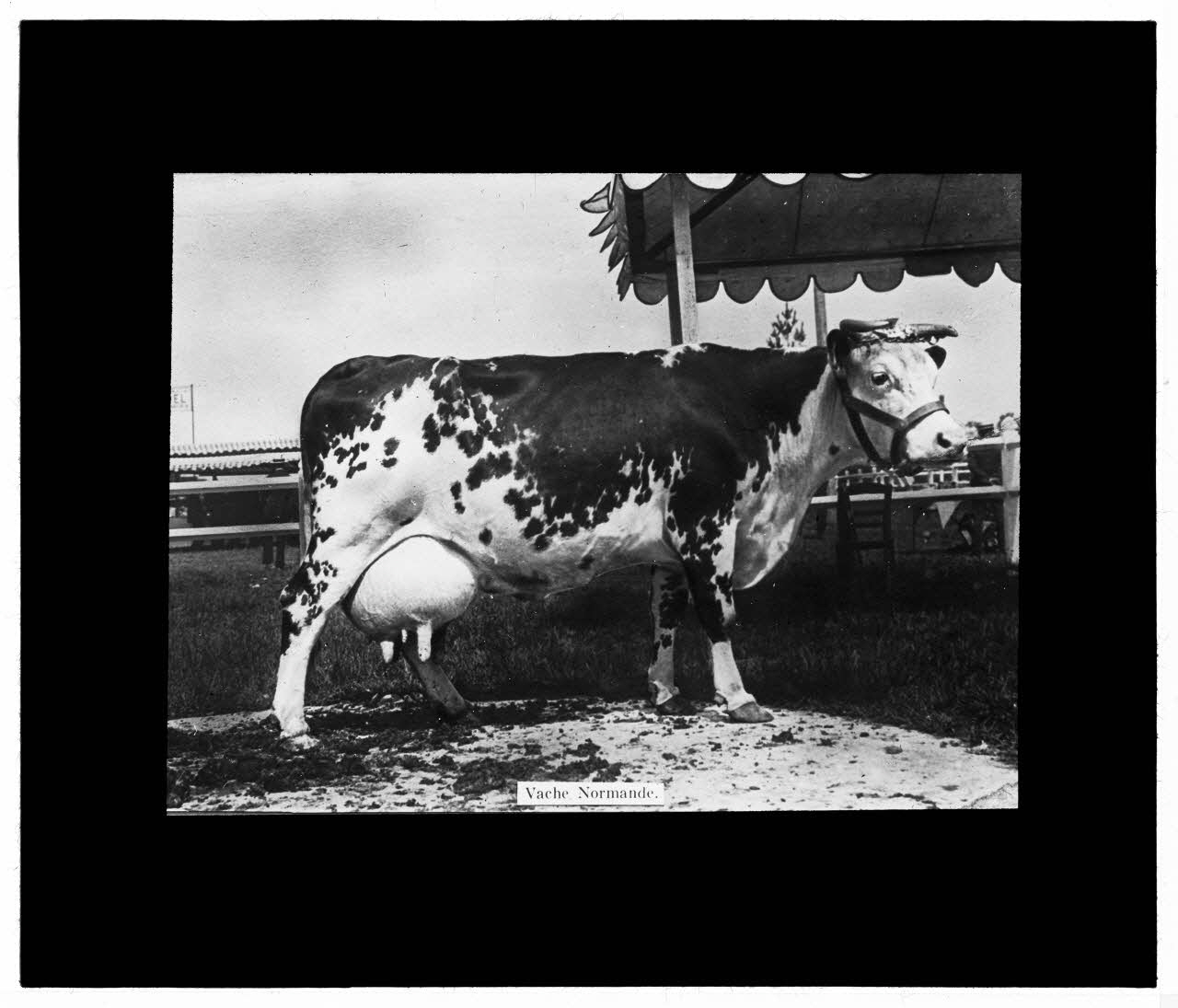 Charles Bodmer plaque de verre Vache Normande Ile-de-France, France 1895-1932 2020.33.1.79 Photo Mucem / Charles Bodmer